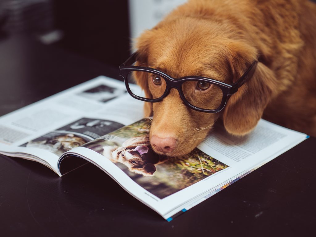 office pet jeopardising a business sale